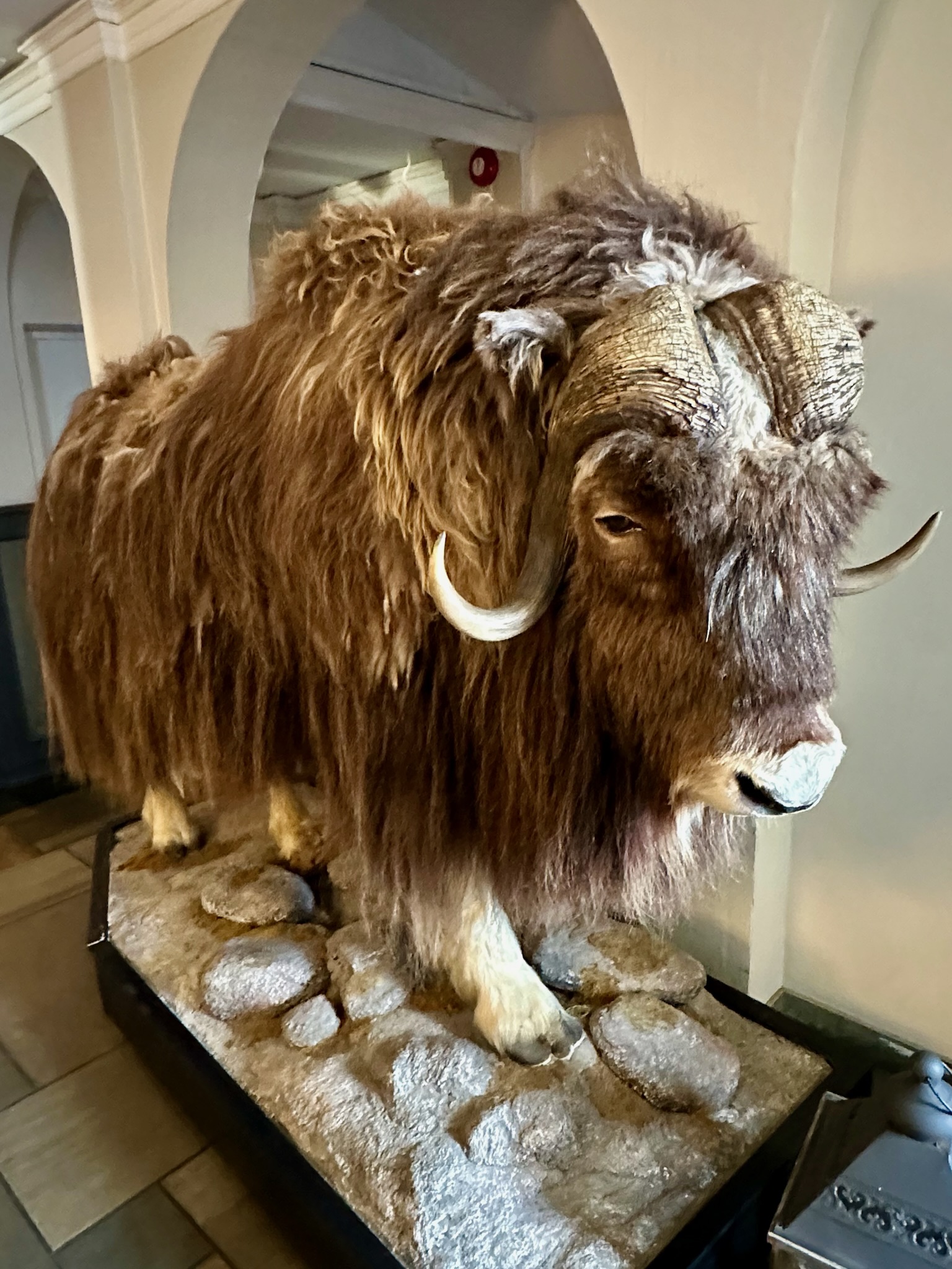 Mosk ox at Oppdal Turisthotell