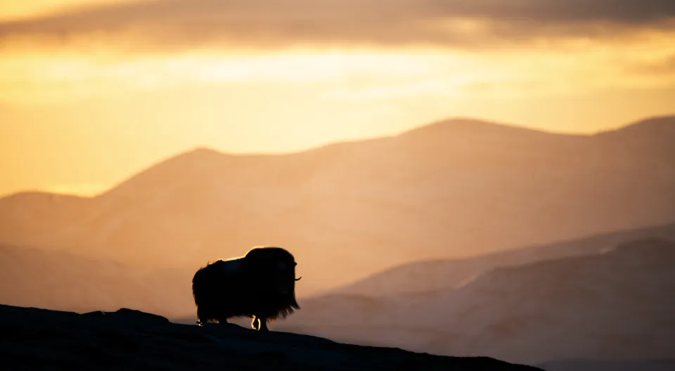 Oppdal Safari Moskus