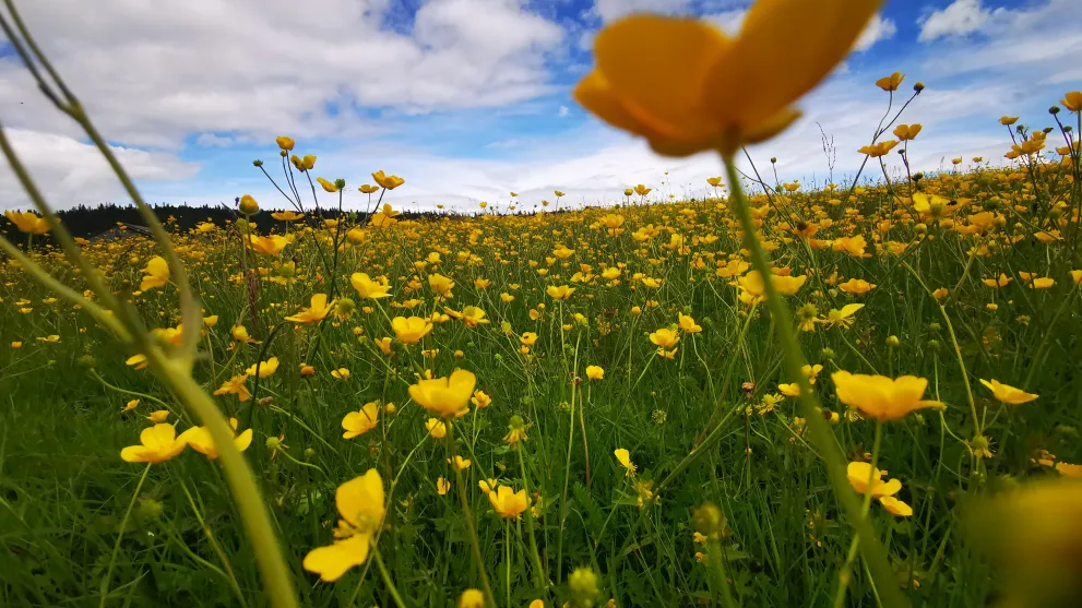Sommer i Kvitfjell