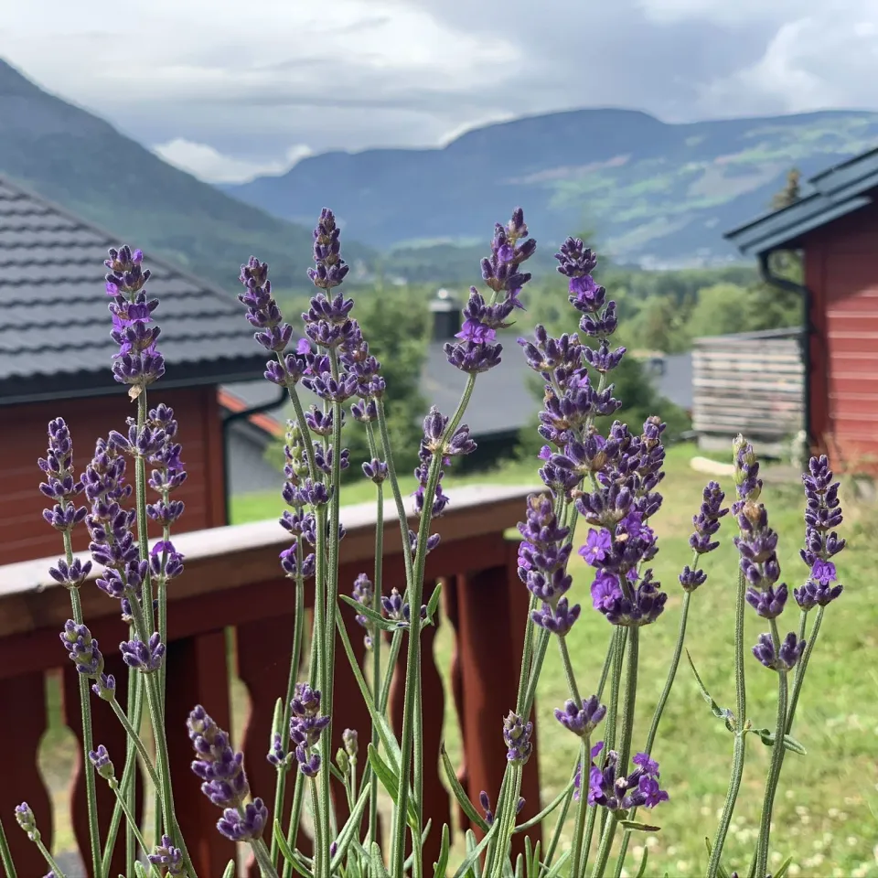 SØRLIA 7C