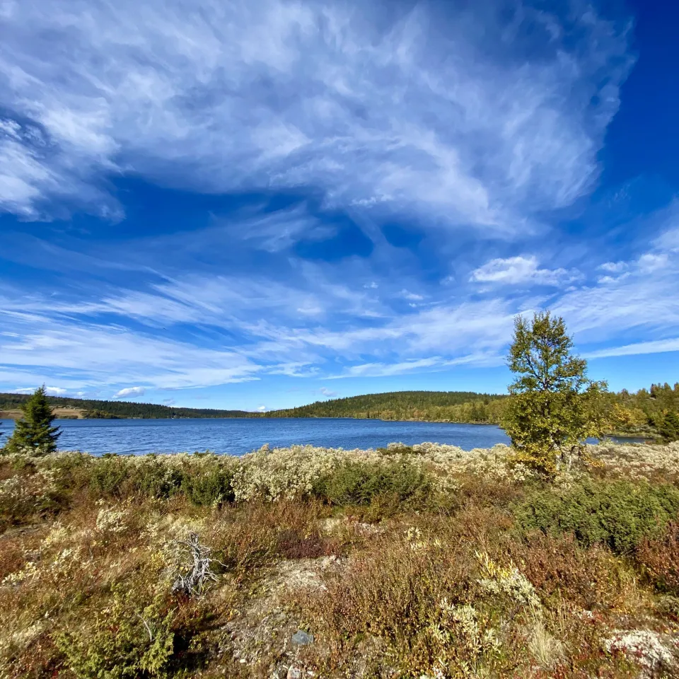 BJØNNLITJØNNVEGEN 45
