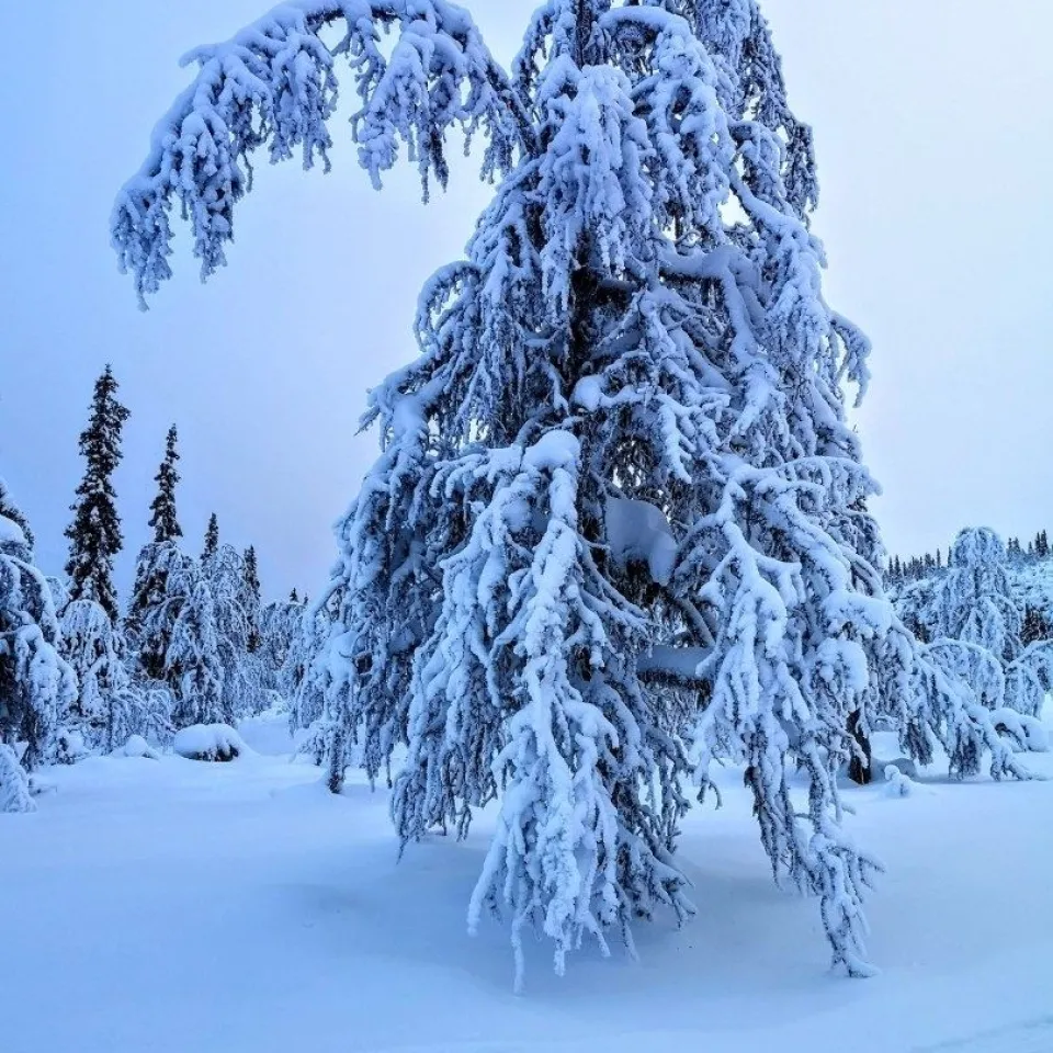 VARDEN FJELLANDSBY 218