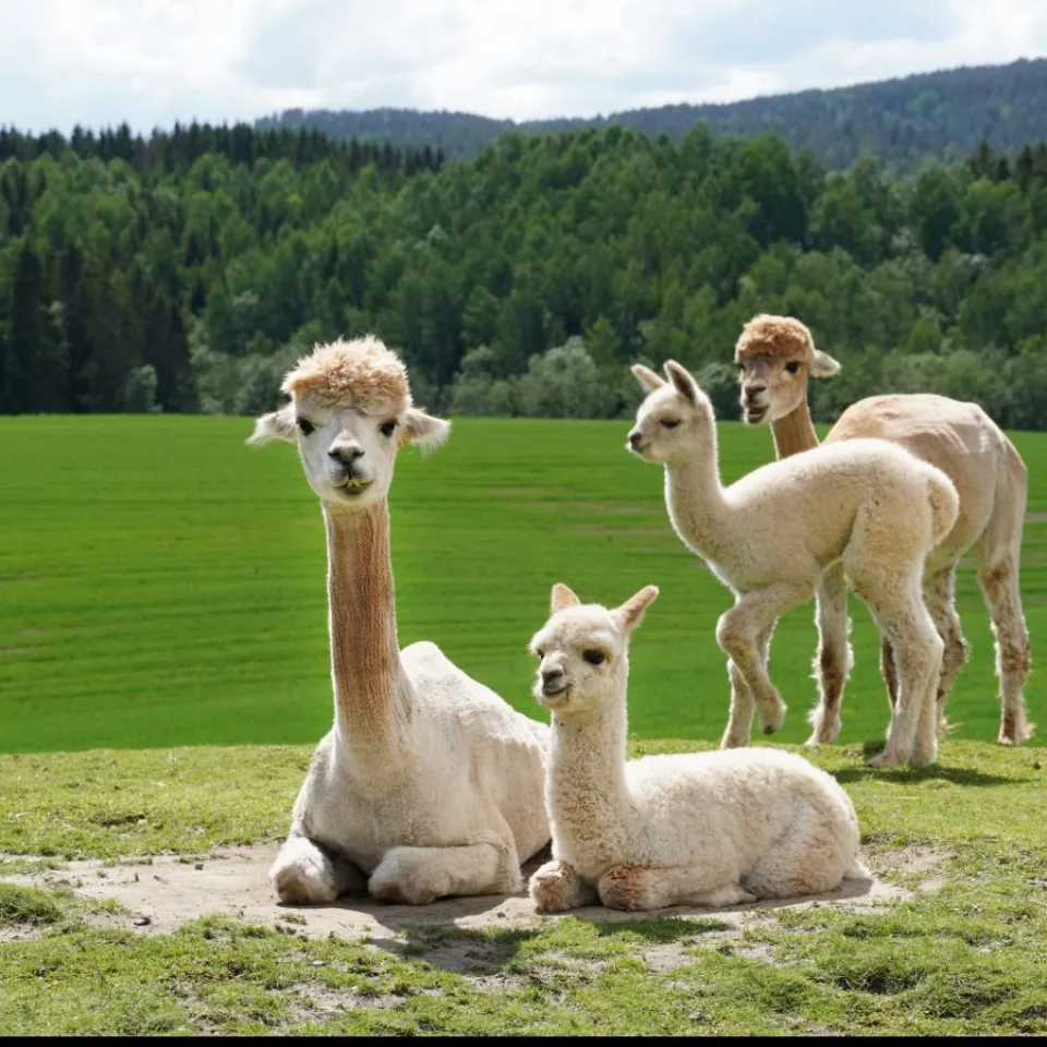 Alpakkavanding