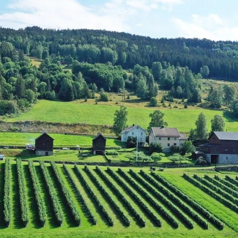 Sommerpaket in Hafjell mit Führungen und Himbeerpflücken
