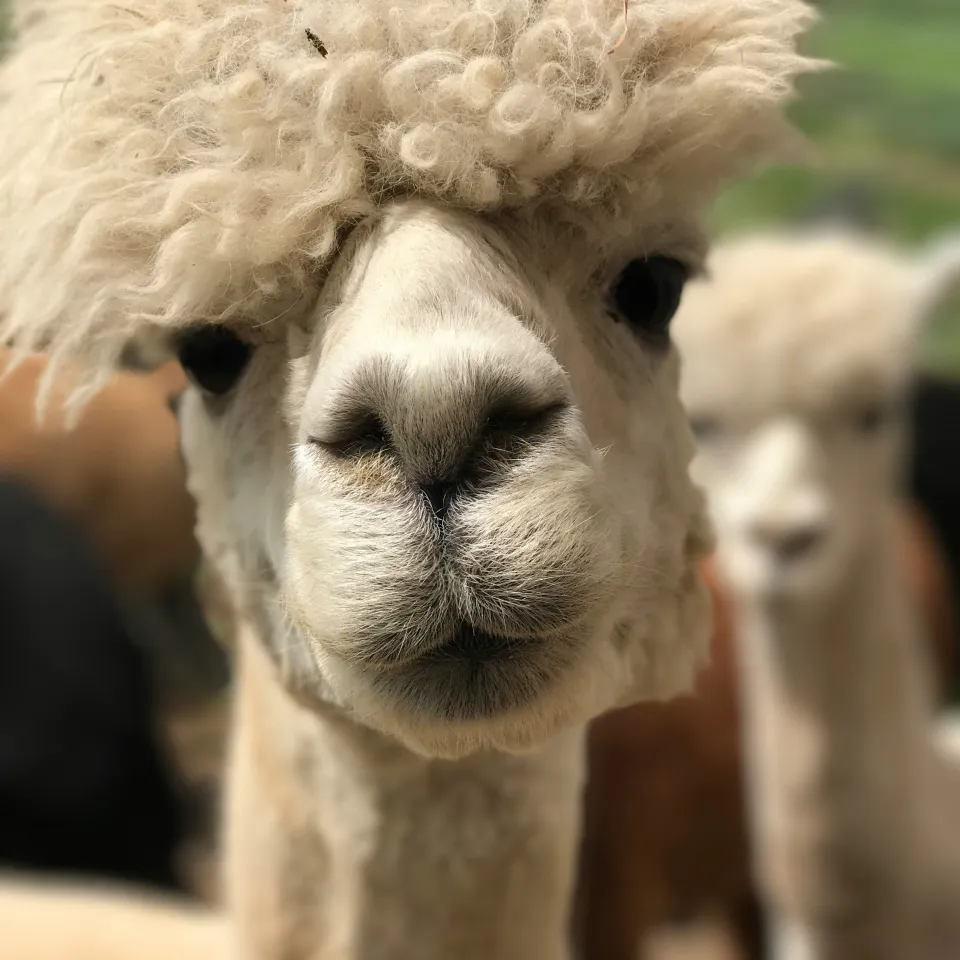 Alpaca