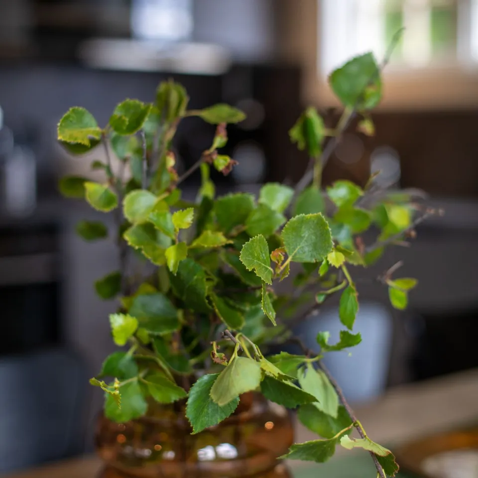 GUDBRANDSGARD HYTTEGREND 6