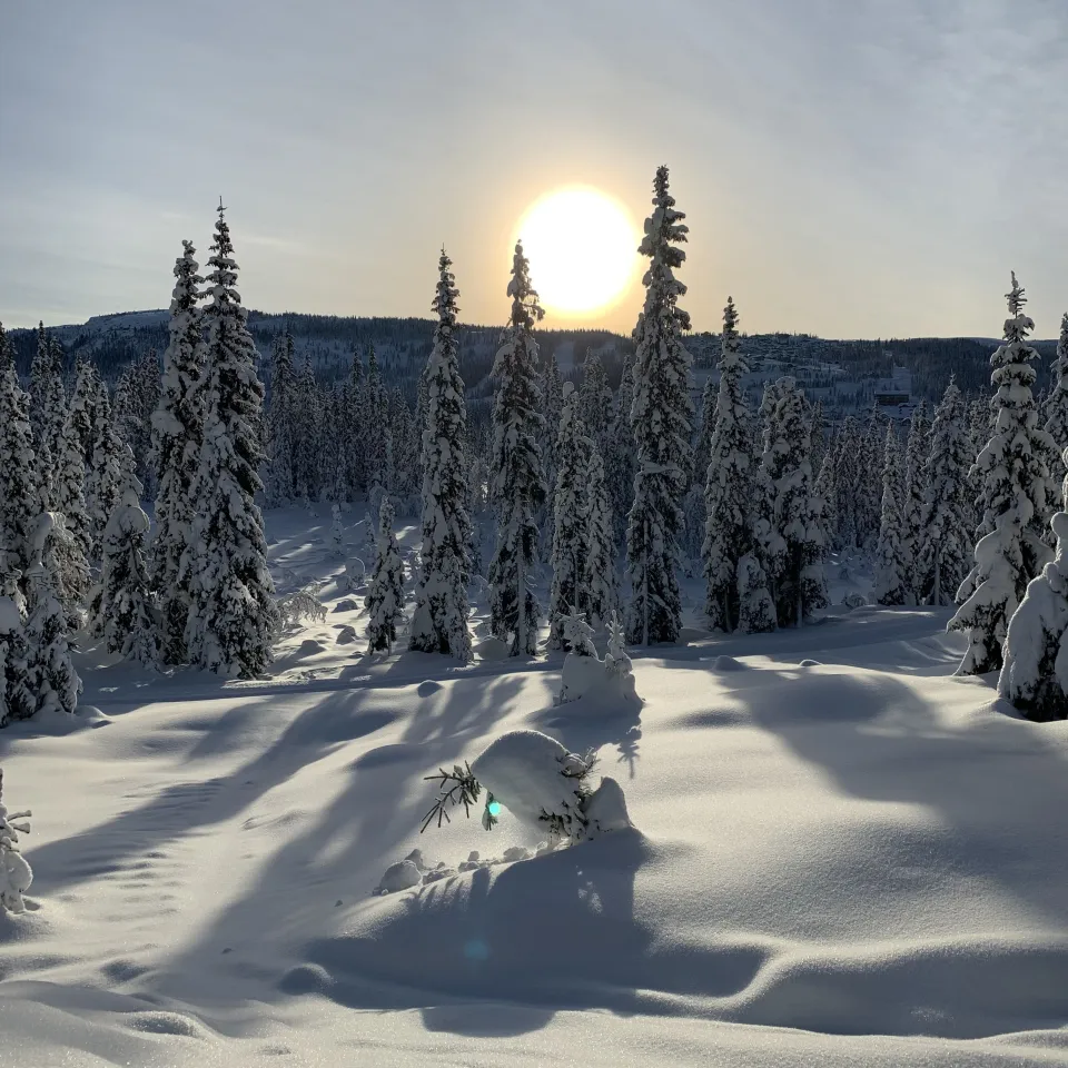 BJØNNLISKARDET 13