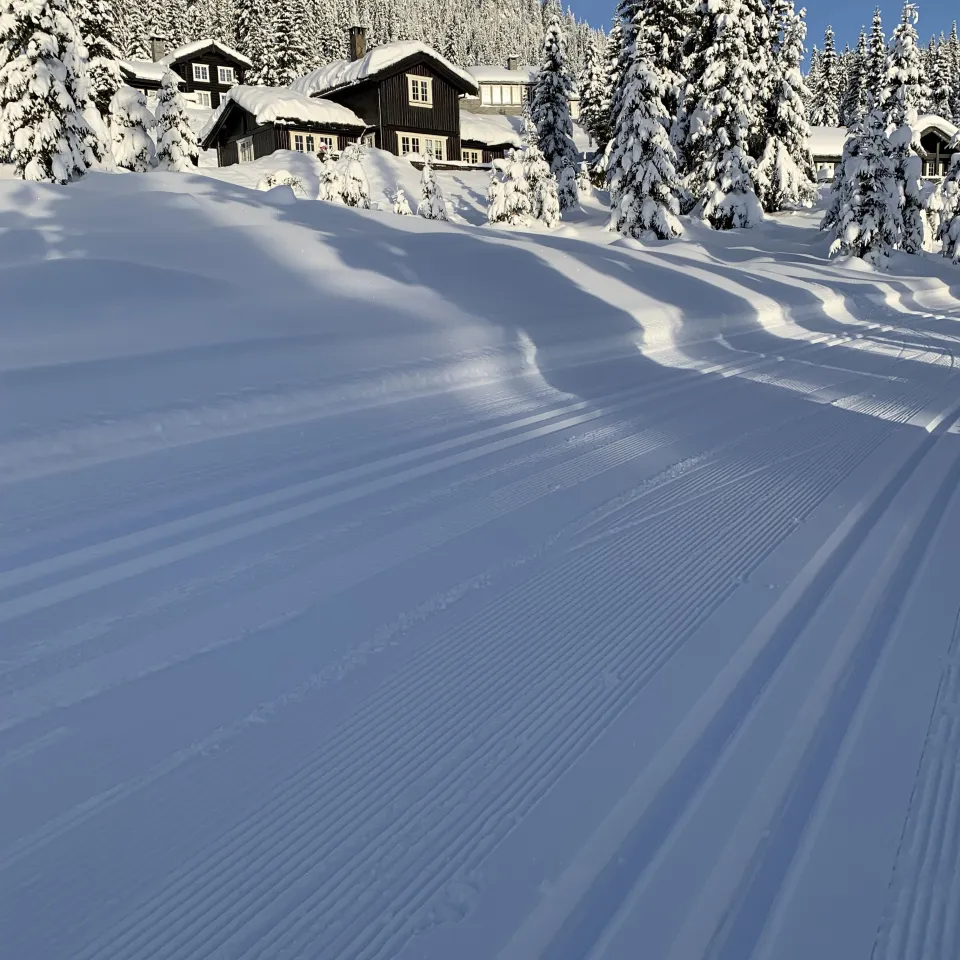 BJØNNLISKARDET 13