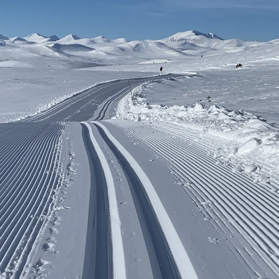 BJØNNLISKARDET 13