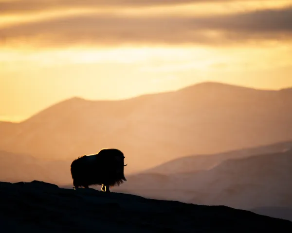 Oppdal Safari Moskus