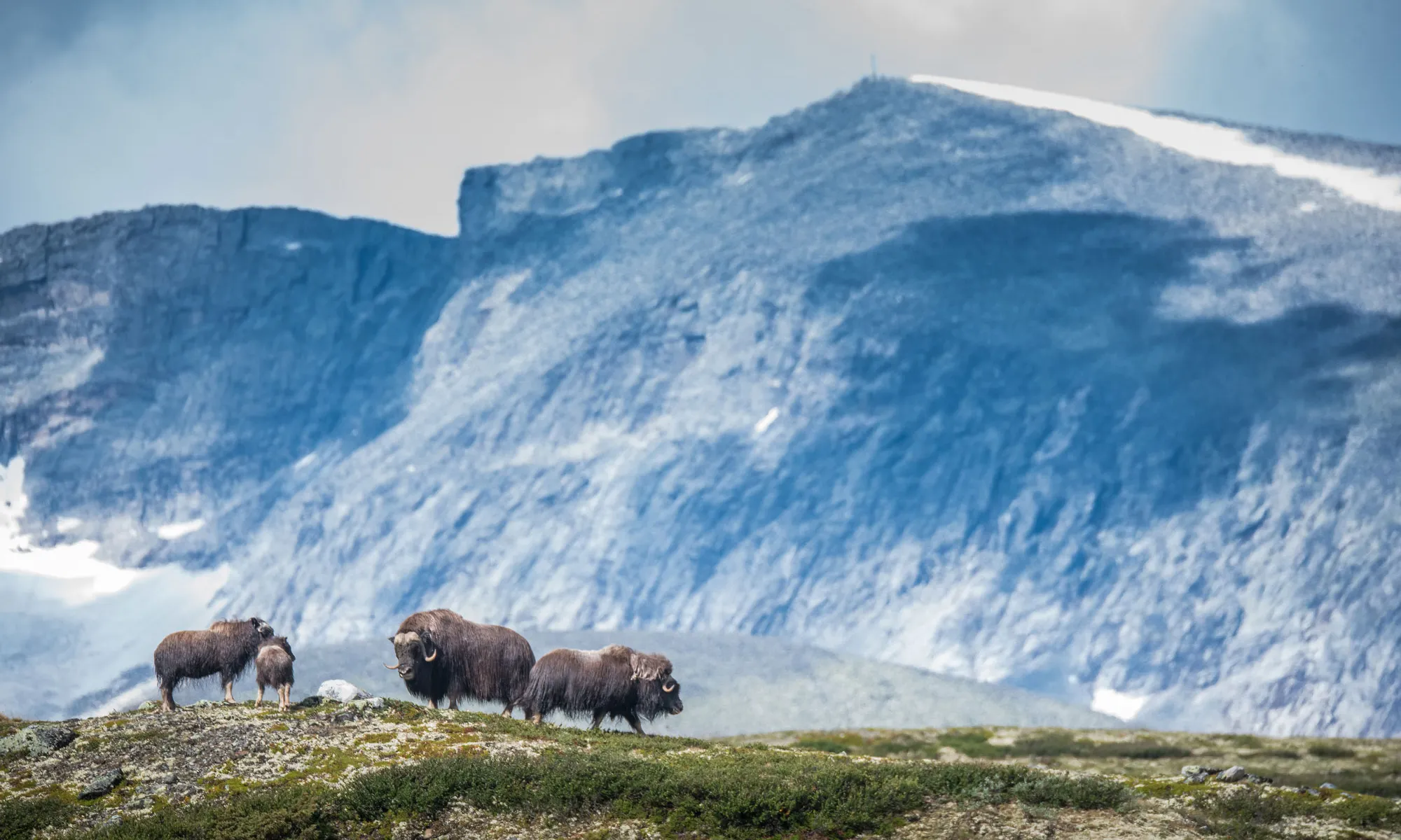 Moskus Snøhetta