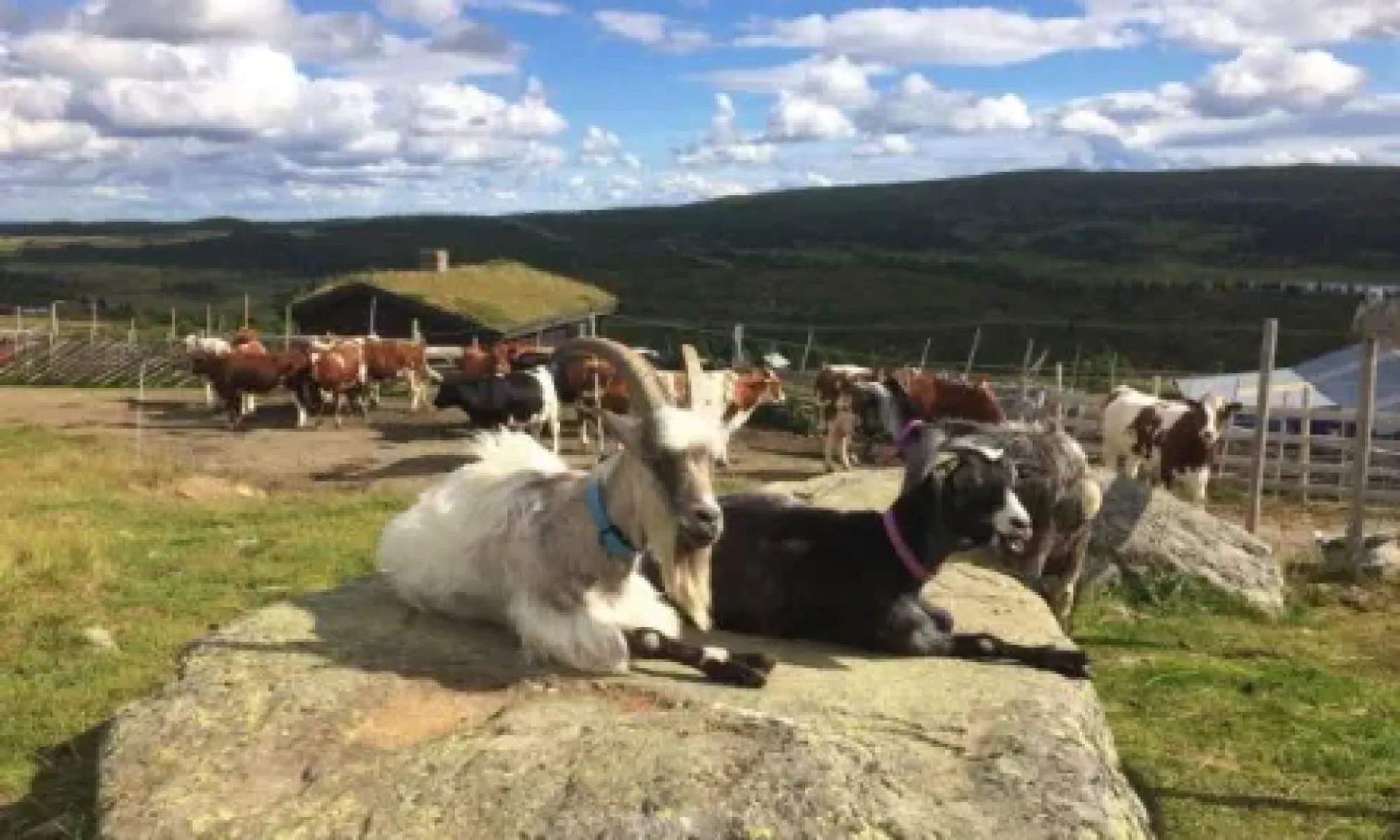 Åpen seter Hafjell