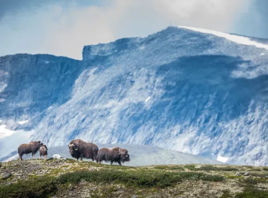 Moskus oppdal