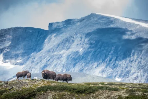 Moskus Snøhetta