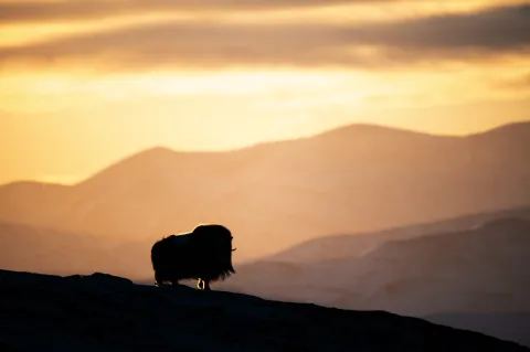 Oppdal Safari Moskus