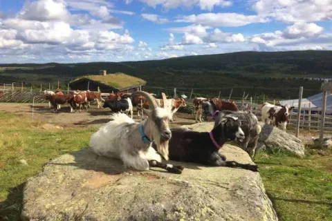 Åpen seter Hafjell